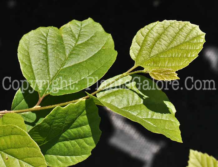 PGC-S-Fothergilla-major-Mount-Airy-4