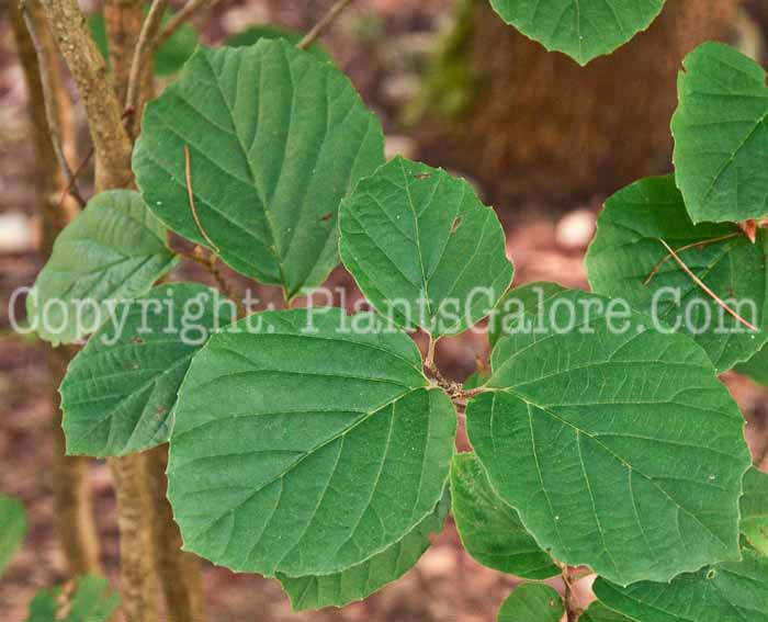PGC-S-Fothergilla-monticola-2012 (1 of 3)