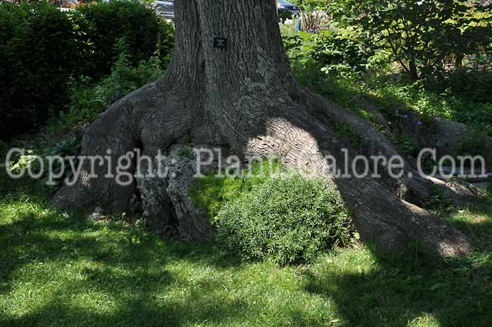 PGC-T-Fraxinus-americana-aka-White-Ash-10