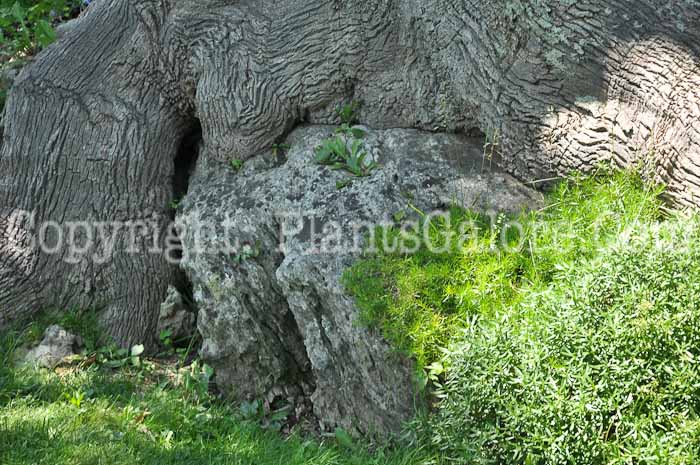 PGC-T-Fraxinus-americana-aka-White-Ash-11