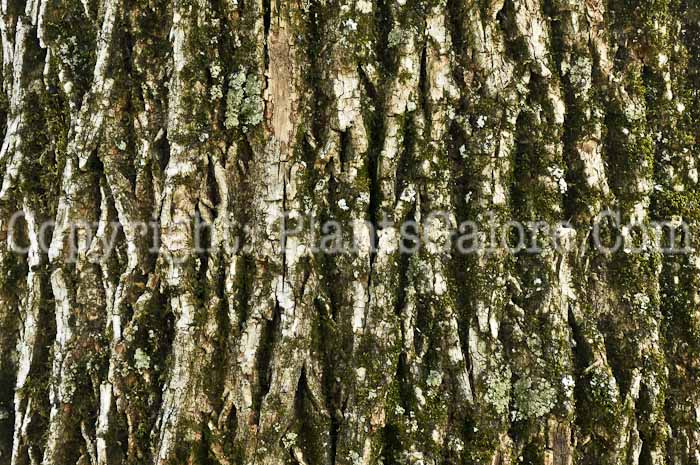 PGC-T-Fraxinus-americana-aka-White-Ash-5