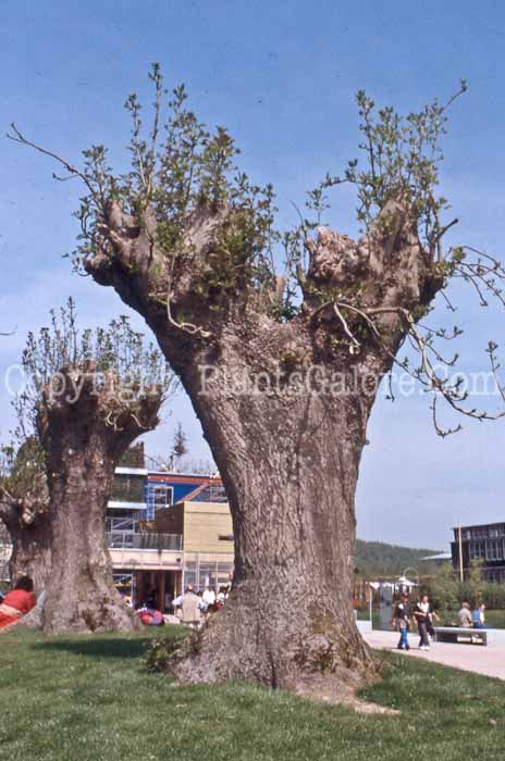PGC-T-Fraxinus-excelsior-dd-0001