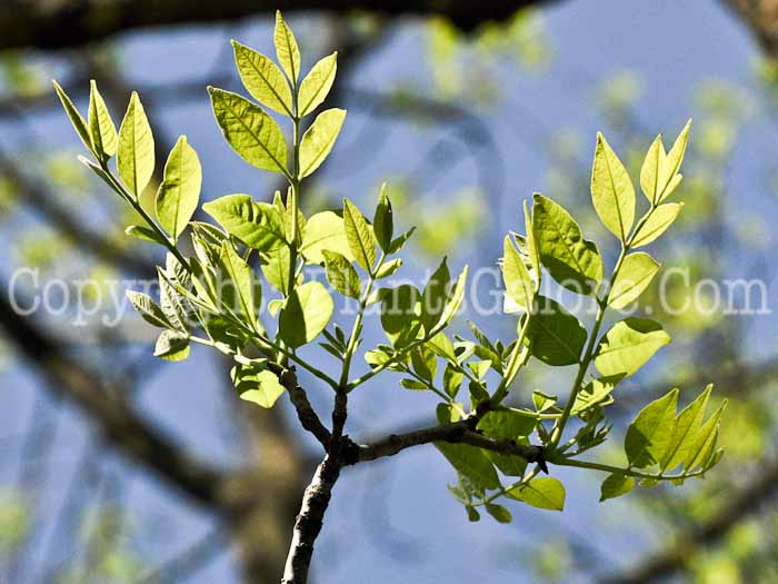 PGC-T-Fraxinus-pennsylvanica-aka-Green-Ash-12