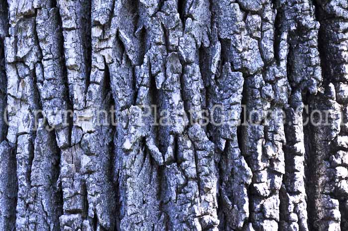PGC-T-Fraxinus-pennsylvanica-aka-Green-Ash-6