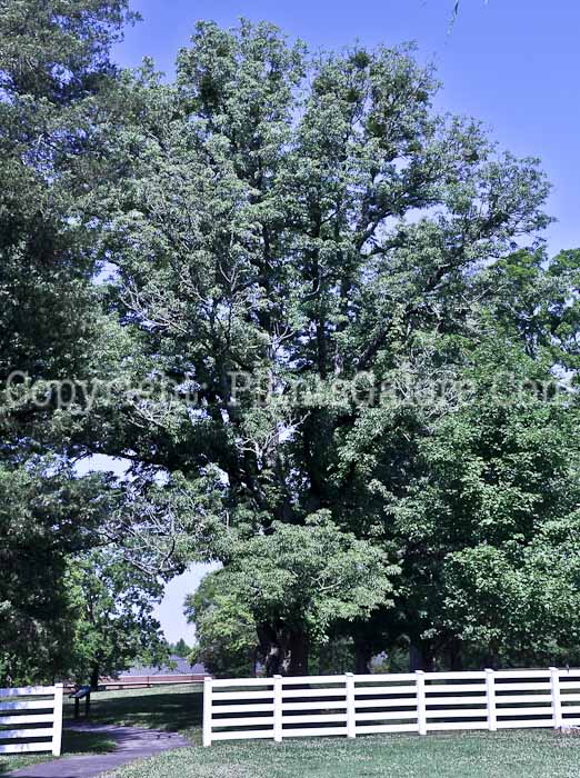PGC-T-Fraxinus-pennsylvanica-aka-Green-Ash-7