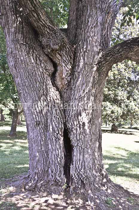 PGC-T-Fraxinus-pennsylvanica-aka-Green-Ash-8