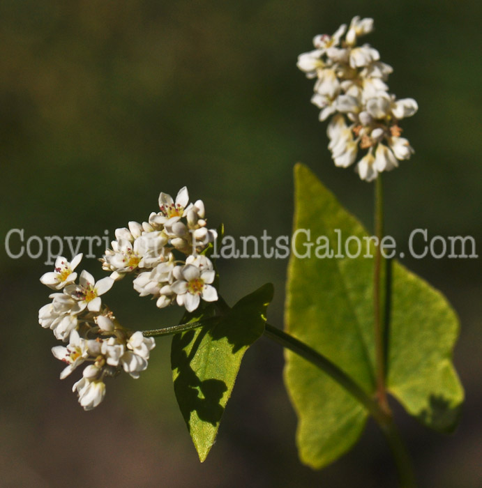 PGC-G-Fagopyrum-esculentum-aka-Buckwheat-flower-3