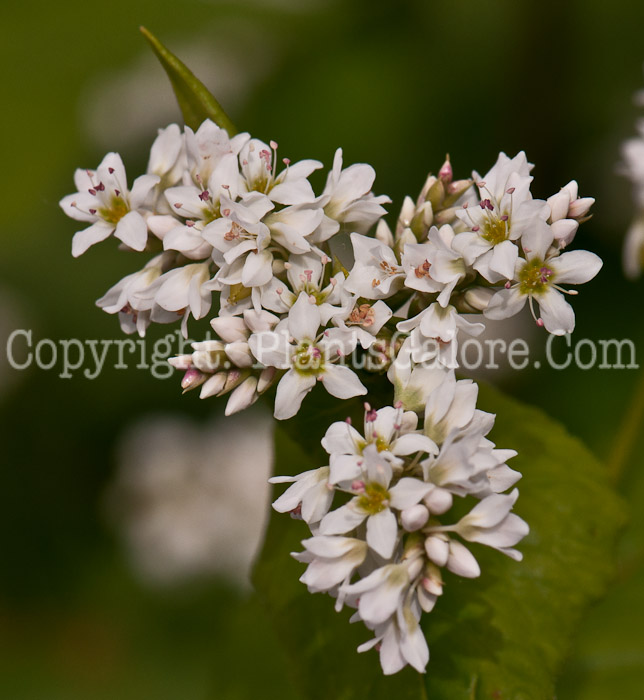PGC-G-Fagopyrum-esculentum-aka-Buckwheat-flower-6
