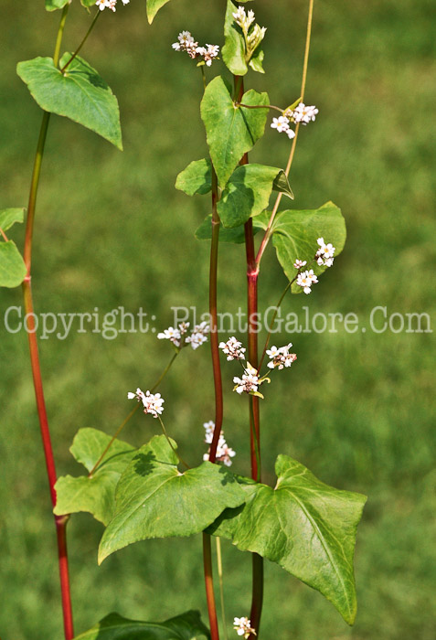 PGC-G-Fagopyrum-esculentum-aka-Buckwheat-leaf-1