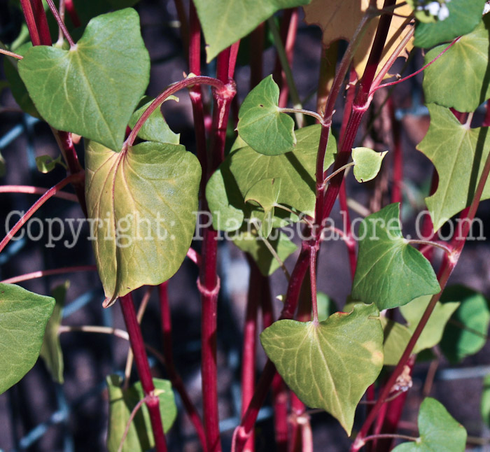PGC-G-Fagopyrum-esculentum-aka-Buckwheat-leaf-2