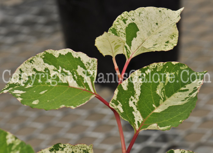 PGC-P-Fallopia-japonica-05-2012-2