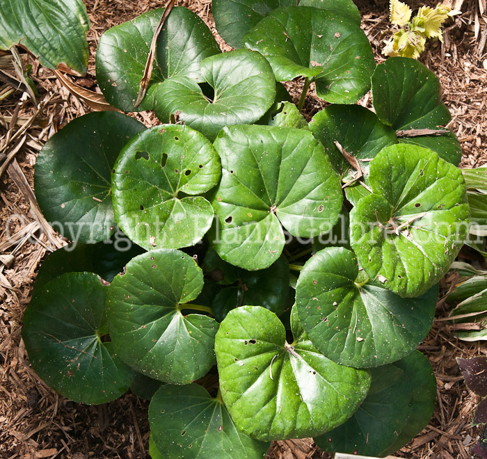 PGC-P-Farfugium-japonicum-0214-3-1