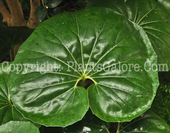 PGC-P-Farfugium-japonicum-Giganteum-aka-Japanese-Farfugium-1