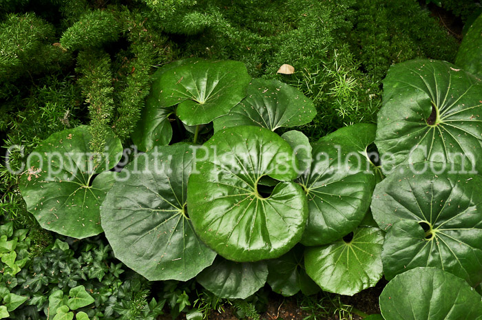 PGC-P-Farfugium-japonicum-Giganteum-aka-Japanese-Farfugium-2