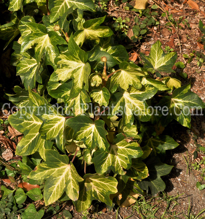 PGC-S-Fatshedera-lizei-aka-Aralia Ivy-1