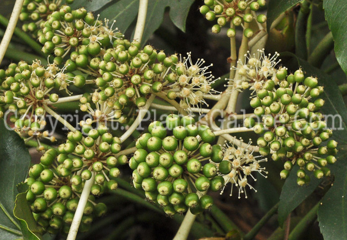 PGC-S-Fatsia-japonica-aka-Japanese-Aralia-2