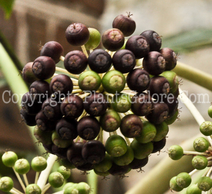 PGC-S-Fatsia-japonica-aka-Japanese-Aralia-3