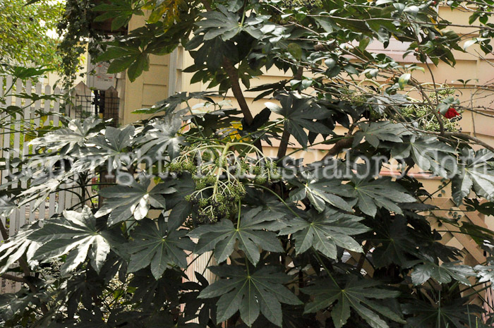 PGC-S-Fatsia-japonica-aka-Japanese-Aralia-4