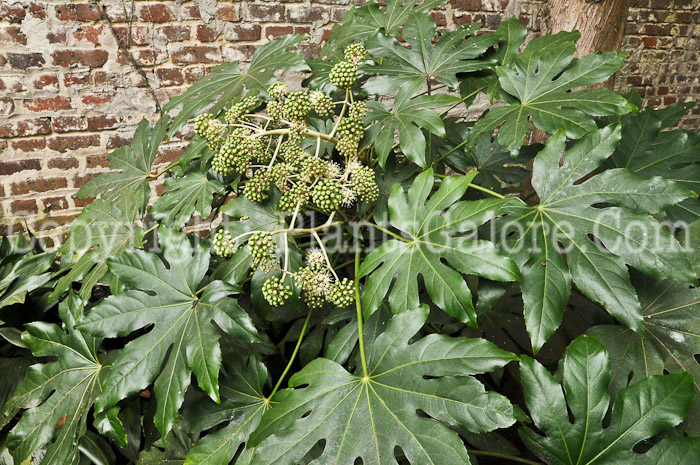 PGC-S-Fatsia-japonica-aka-Japanese-Aralia-9