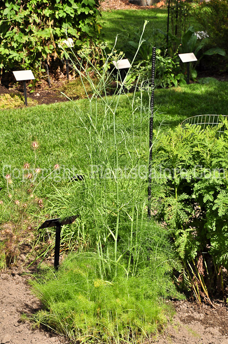 PGC-P-Foeniculum-vulgare-aka-Sweet-Fennel-813-1