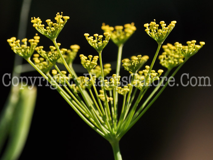 PGC-P-Foeniculum-vulgare-aka-Sweet-Fennel-flower-1
