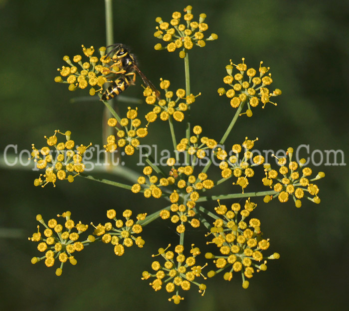 PGC-P-Foeniculum-vulgare-aka-Sweet-Fennel-flower-2