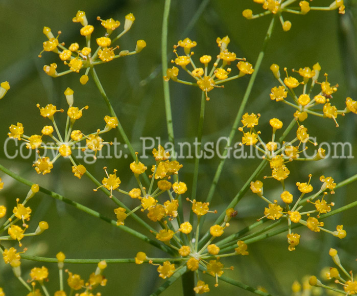 PGC-P-Foeniculum-vulgare-aka-Sweet-Fennel-flower-4