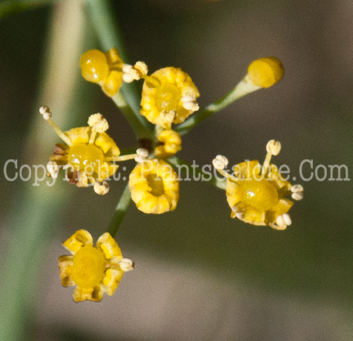 PGC-P-Foeniculum-vulgare-aka-Sweet-Fennel-flower-6
