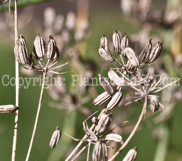 PGC-P-Foeniculum-vulgare-aka-Sweet-Fennel-seed-2