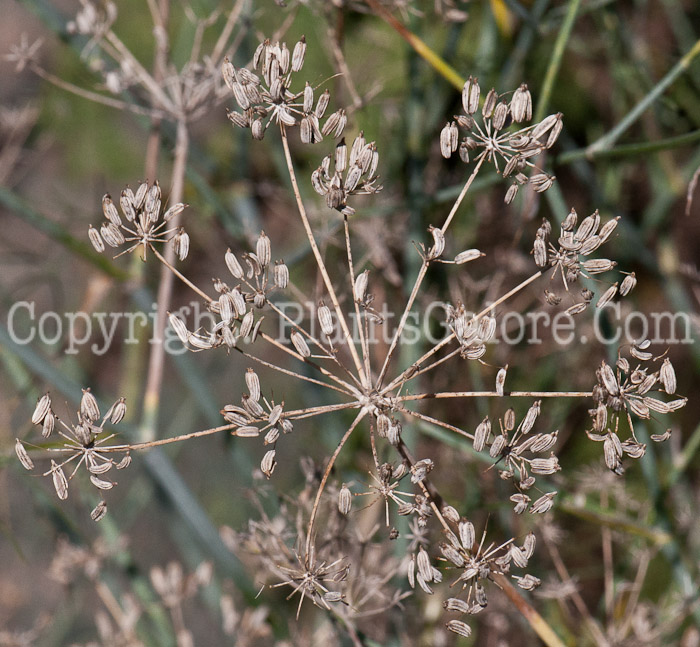 PGC-P-Foeniculum-vulgare-aka-Sweet-Fennel-seed-3