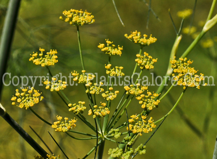 PGC-P-Foeniculum-vulgare-var-azovicum-0003