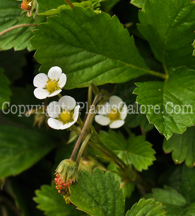 PGC-P-Fragaria-Mignonette-912 (2 of 3)