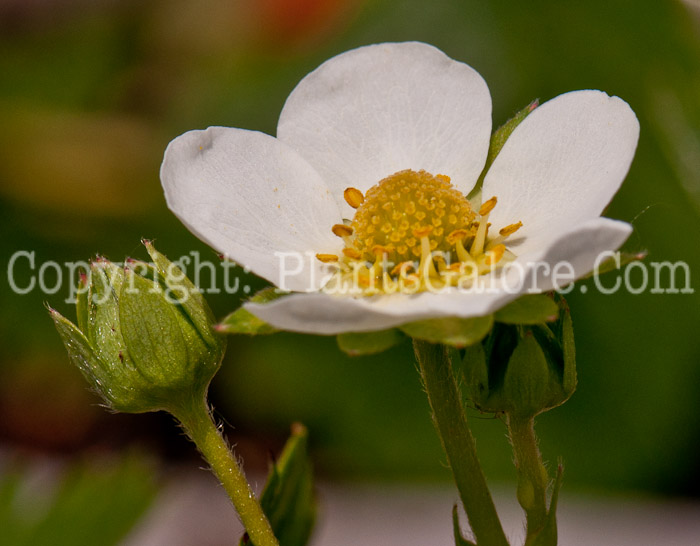 PGC-P-Fragaria-Ozark-Beauty-aka-Strawberry-0514n-2