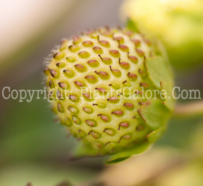 PGC-P-Fragaria-Ozark-Beauty-aka-Strawberry-0514n-3