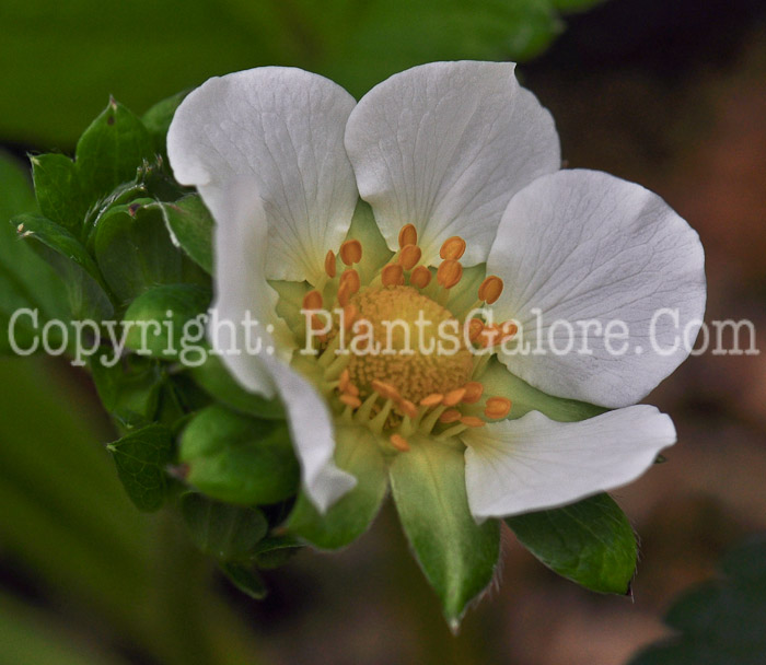 PGC-P-Fragaria-Seascape-aka-Strawberry-2013-2