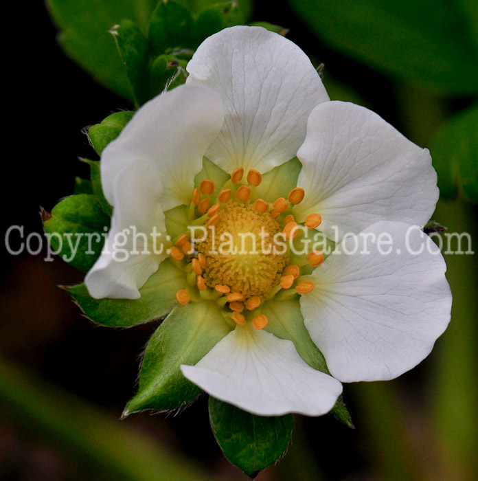 PGC-P-Fragaria-Seascape-aka-Strawberry-2013-4