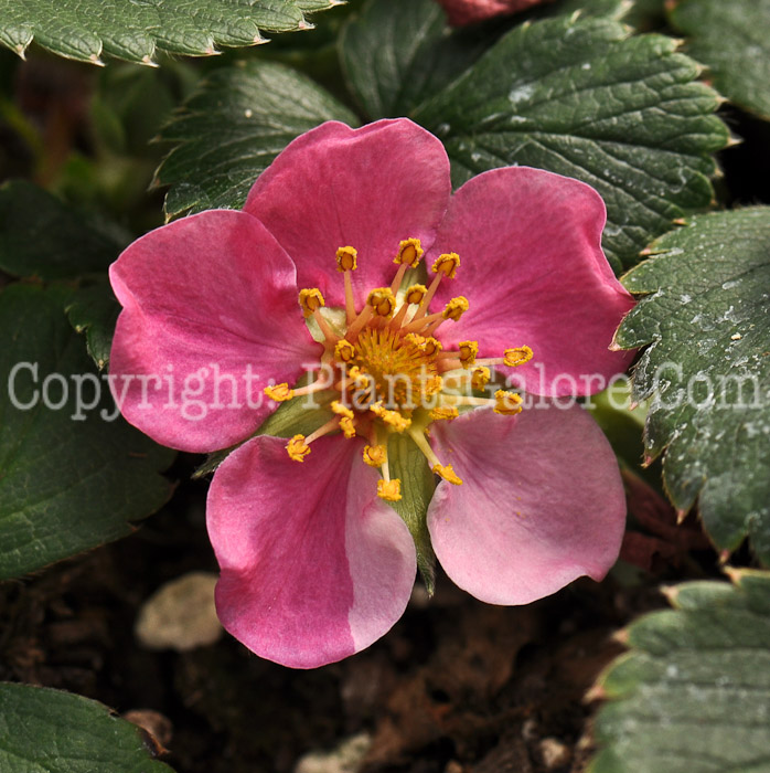 PGC-P-Fragaria-alpinus-Lipstick-3