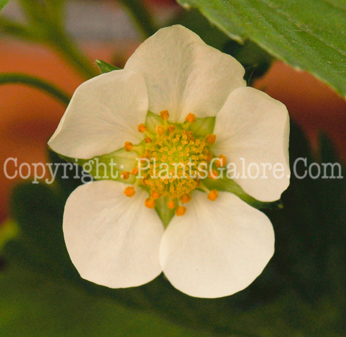 PGC-P-Fragaria-x-ananassa-Ozark-Beauty-1-0001