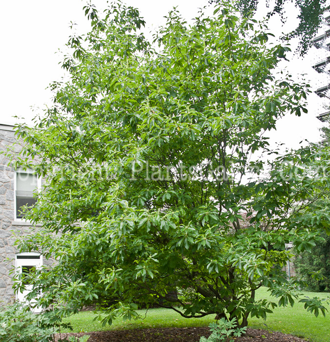 PGC-T-Franklinia-alatamaha-aka-Franklin-Tree-0714-5