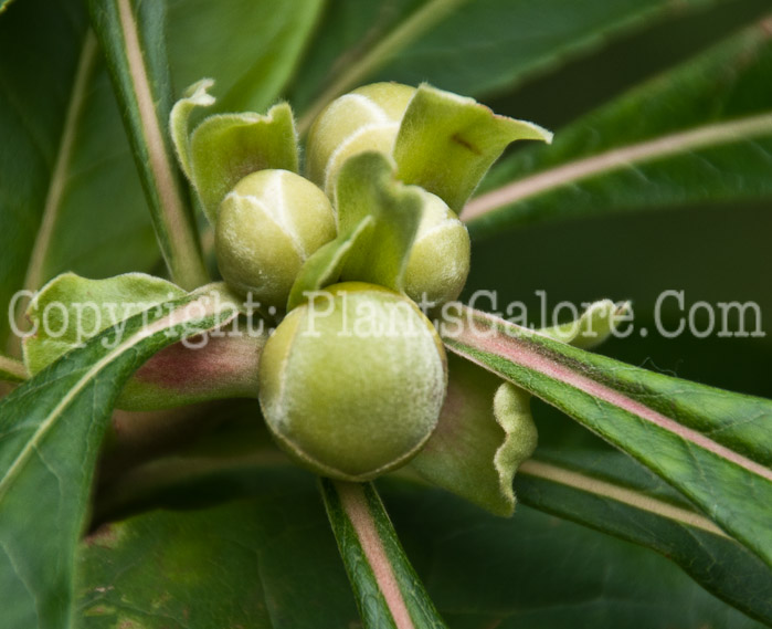 PGC-T-Franklinia-alatamaha-aka-Franklin-Tree-0714-9