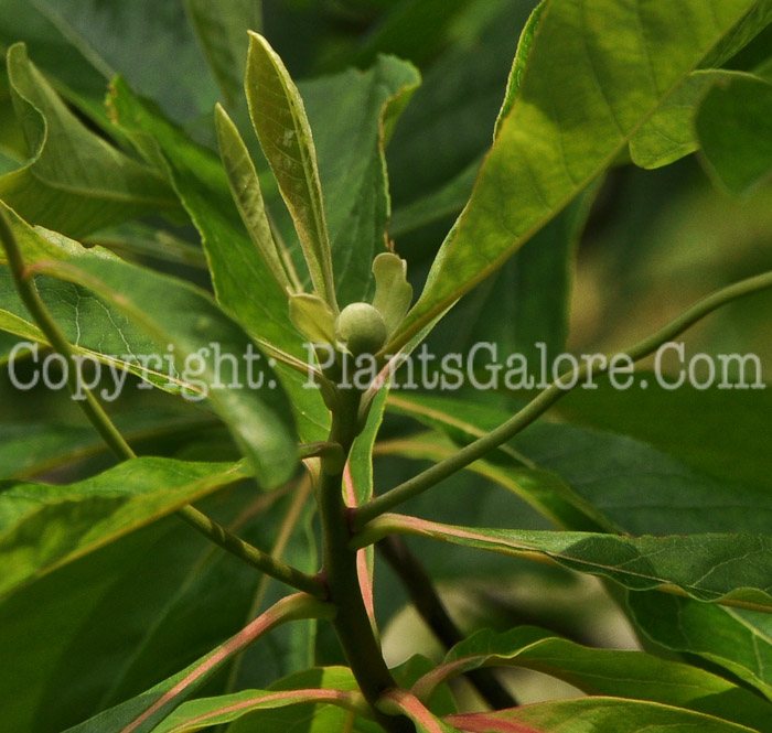 PGC-T-Franklinia-alatamaha-aka-Franklin-Tree-leaf-1