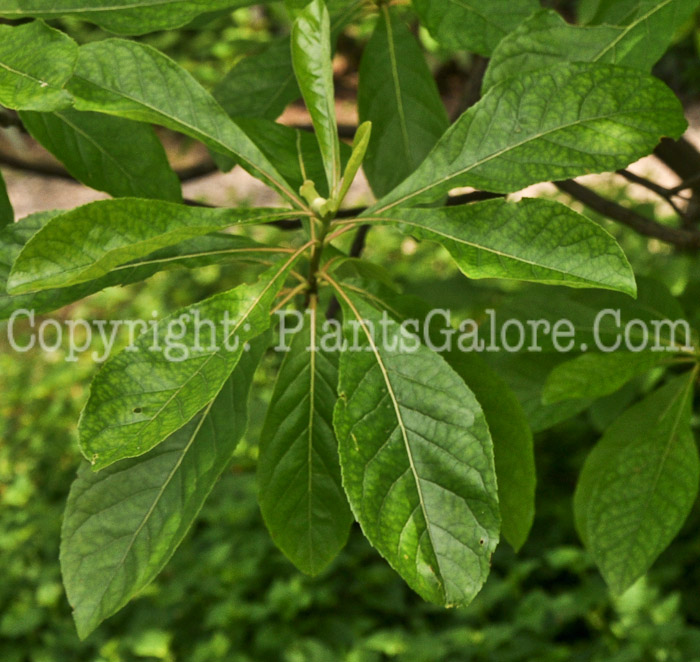 PGC-T-Franklinia-alatamaha-aka-Franklin-Tree-leaf-2