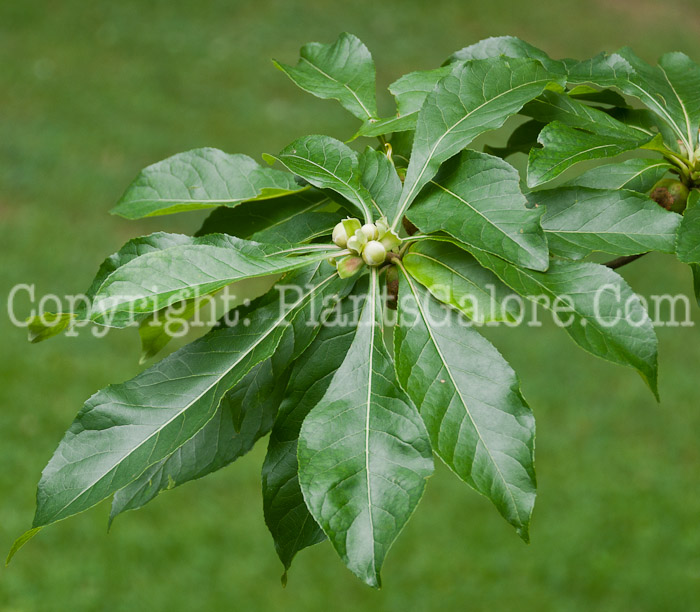 PGC-T-Franklinia-alatamaha-aka-Franklin-Tree-leaf-3