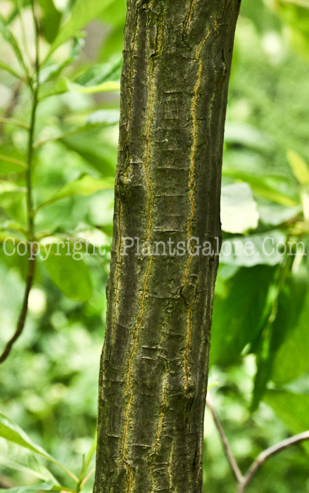 PGC-T-Franklinia-alatamaha-aka-Franklin-Tree-trunk-1