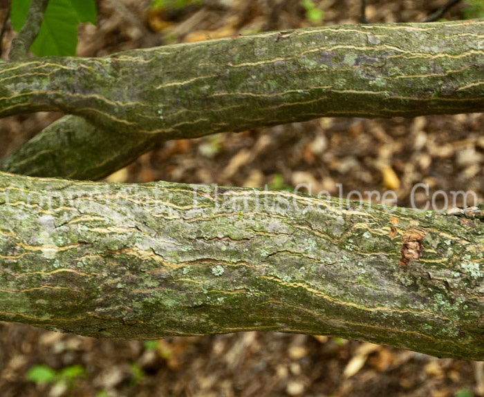 PGC-T-Franklinia-alatamaha-aka-Franklin-Tree-trunk-2