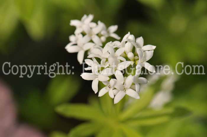 PGC-P-Galium-odoratum-2011-04-003