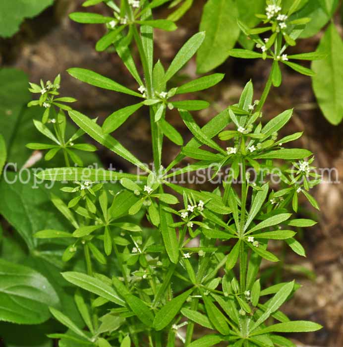 PGC-P-Galium-verum-aka-Yellow-Bedstraw-1