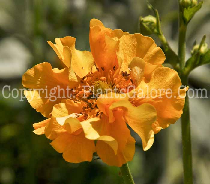 PGC-P-Geum-coccineum-04-2012-1