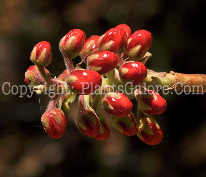 PGC-S-Greyia-radlkoferi-04-2012-4