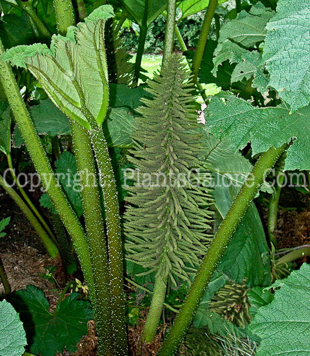 PGC-P-Gunnera-manicata-aka-Giant-Rhubarb-2